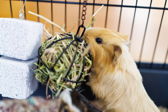Guinea pig eating hay from hanging feeder in cage