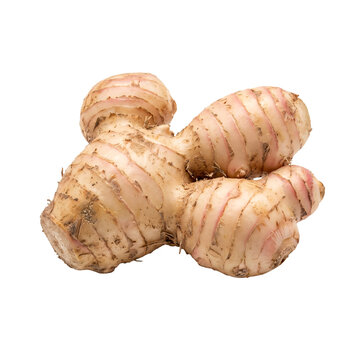 Fresh galangal root rhizome with pink shoots