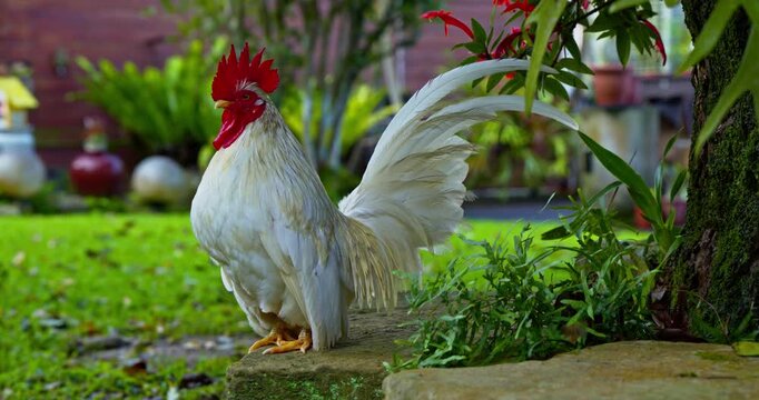 White Bantam Rooster Crowing in a Green Garden in Nanzhuang Miaoli Taiwan
