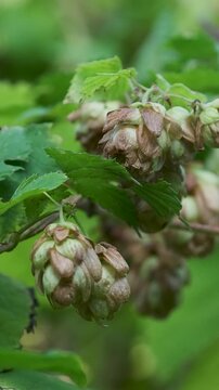 Young hop cones develop on leafy vines, showing green buds and climbing growth of the hop plant during summer outdoors.