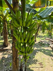 A bunch of fresh green bananas hanging from their stems in a banana plant. The focus on the bananas highlights their freshness and the stage before ripeness © MdAshaduzzaman
