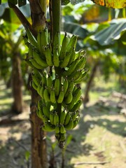 A bunch of fresh green bananas hanging from their stems in a banana plant. The focus on the bananas highlights their freshness and the stage before ripeness © MdAshaduzzaman