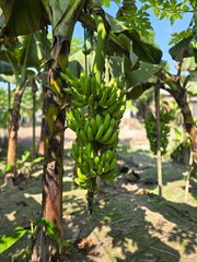 A bunch of fresh green bananas hanging from their stems in a banana plant. The focus on the bananas highlights their freshness and the stage before ripeness © MdAshaduzzaman