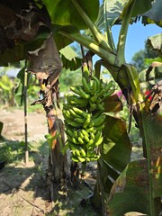 A bunch of fresh green bananas hanging from their stems in a banana plant. The focus on the bananas highlights their freshness and the stage before ripeness © MdAshaduzzaman