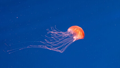 Glowing red orange medusa floating on deep blue background © Minakryn Ruslan 