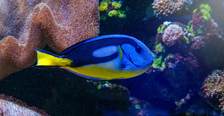 Vibrant blue and yellow tropical reef fish background for graphic design banner © Minakryn Ruslan 