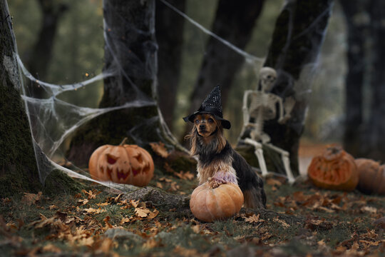 Yorkshire Terrier poses on a pumpkin beneath cobwebs in a dark autumn forest. Skeleton props and carved gourds create a spooky seasonal pet portrait.