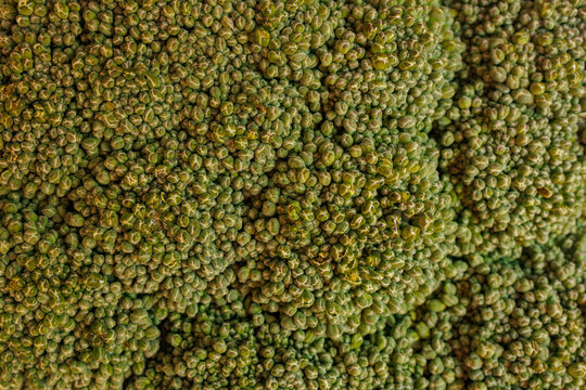 Close up of green broccoli florets forming dense vegetable texture