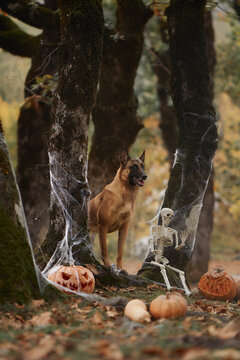 Belgian Malinois poses beneath cobweb-covered trees with pumpkins and skeletons. Fallen leaves and woodland props create a festive autumn holiday scene.