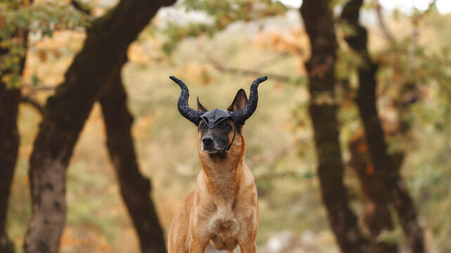 Belgian Malinois looks forward while wearing antlers beneath autumn trees. Warm foliage and novelty accessory suggest a seasonal Halloween celebration.