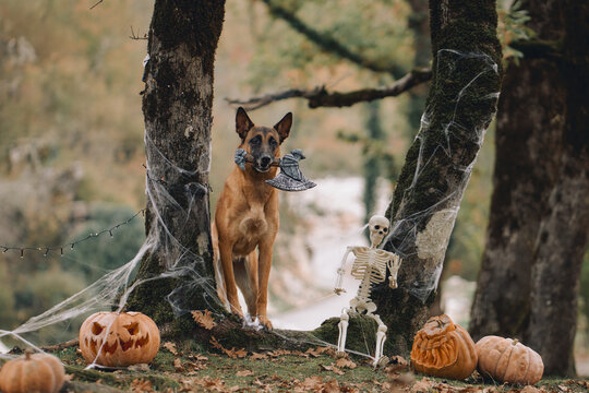 Belgian Malinois stands near a skeleton, carved pumpkins and large cobwebbed trees. Autumn woodland creates a dramatic seasonal backdrop for the dog portrait.