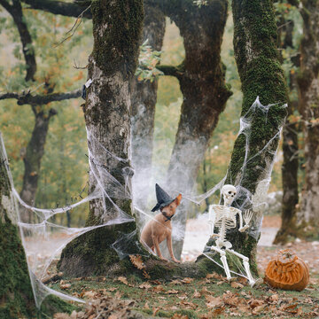 American Hairless Terrier poses beside a skeletal decoration and carved pumpkin. Artificial cobwebs cover old trees in the atmospheric autumn woodland setting.