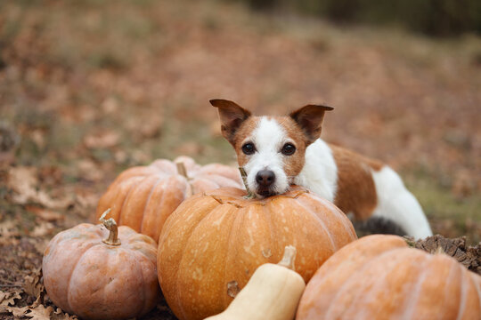 Jack Russell Terrier rests its head against pumpkins in a woodland harvest display. Close-up composition highlights a playful Halloween and Thanksgiving pet theme.