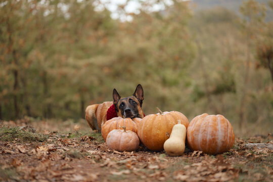 Belgian Malinois lies behind assorted gourds surrounded by fallen leaves outdoors. Wide woodland composition combines a pet portrait with a seasonal harvest theme.