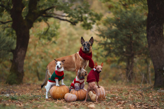 Four dog breeds pose together with pumpkins in an autumn forest for Halloween. Belgian Malinois, Jack Russell Terrier, Yorkshire Terrier and American Hairless Terrier in a seasonal woodland setting.