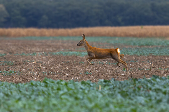 Female roe deer (Capreolus capreolus) running across an agricultural field