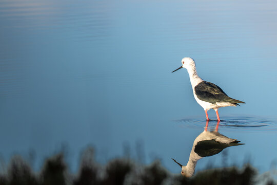 Elegant black-winged stilt (Himantopus himantopus) standing in calm blue water with a sharp symmetry reflection.