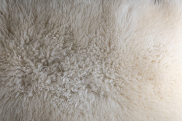 Close-Up of Soft Curly White Sheepskin Wool Texture from Above © SWMedia