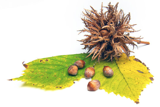 Turkish hazelnut tree fruit cluster with raw nuts and autumn leaves on white background