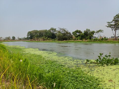 Peaceful tropical river overgrown with green vegetation and water hyacinth under a pale daytime sky