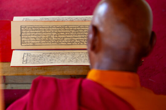 Monk in red robes reading Tibetan scripture pages at Yuru Monastery seen from behind, Ladakh, Lamayuru, India