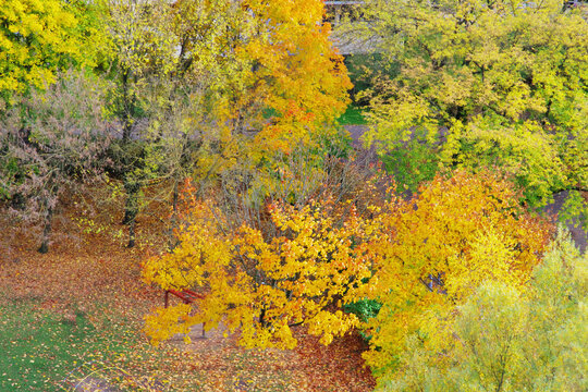 a view of trees and shrubs in a park covered in the colors of autumn
