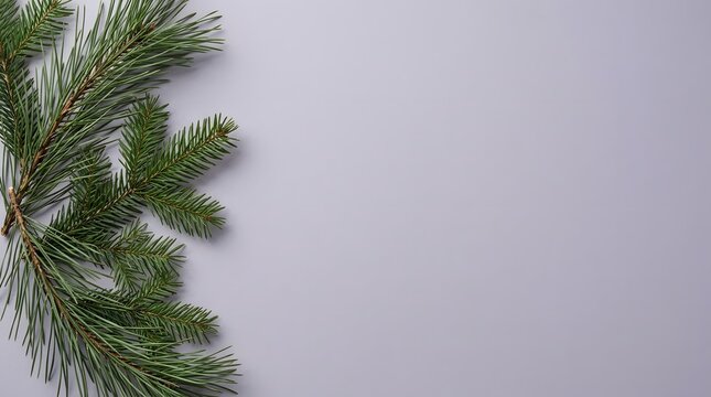 Festive evergreen boughs and needles frame a blank space on a light gray background