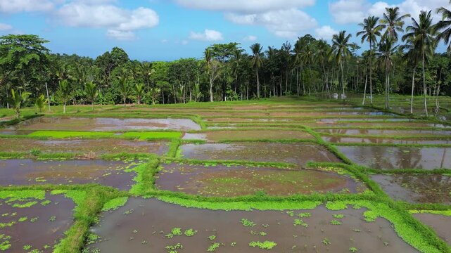 Village agriculture landscape in countryside of Indonesia. Rice agricultural land in East Java, Indonesia. Food security concept image. Food security in Asia
