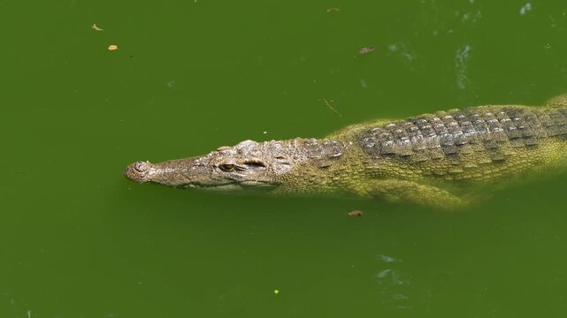 Crocodile swimming in green water