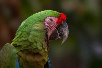 A detailed close-up wildlife portrait of a Military Macaw (Ara militaris) featuring vibrant green plumage, a striking red forehead, and a powerful, large curved dark beak © Riadi