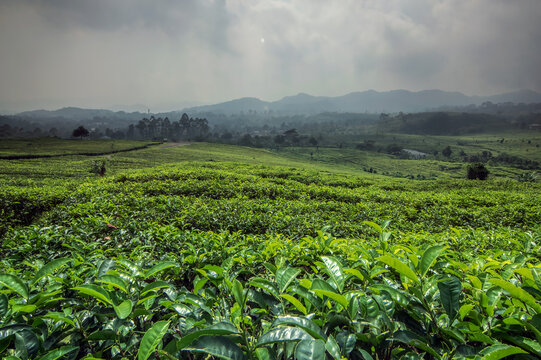 scenic view of tea plantation on green hills under cloudy sky in west java