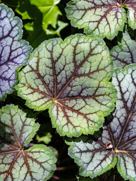Nahaufnahme der filigran gemusterten Bl&auml;tter der Pflanze Purpurgl&ouml;ckchen, Heuchera, von oben gesehen