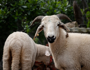 Horned sheep with ear tag looking at camera, second sheep grazing behind, green foliage © Linda Louw
