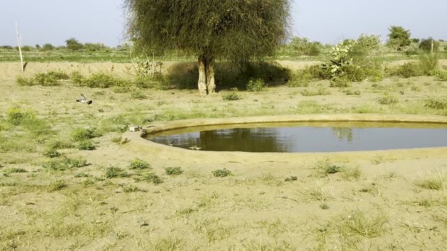Water reservoir created for birds in Desert National Park Jaisalmer, Rajasthan
