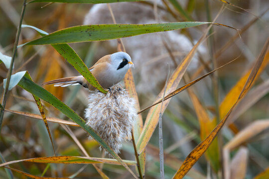 Male Bearded Reedling (Panurus biarmicus) perched among reeds in natural wetland habitat