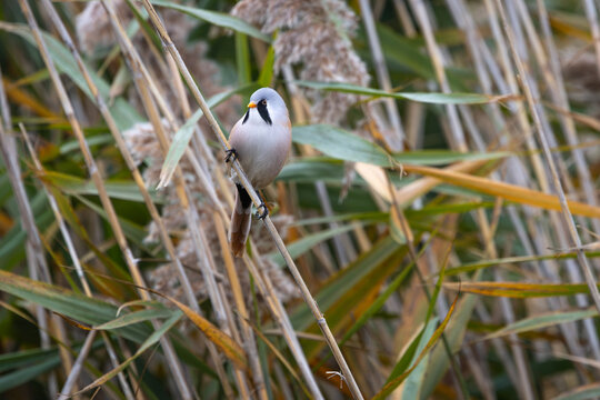Male Bearded Reedling (Panurus biarmicus) perched among reeds in natural wetland habitat