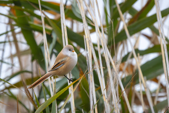 Female Bearded Reedling (Panurus biarmicus) perched among reeds in natural wetland habitat