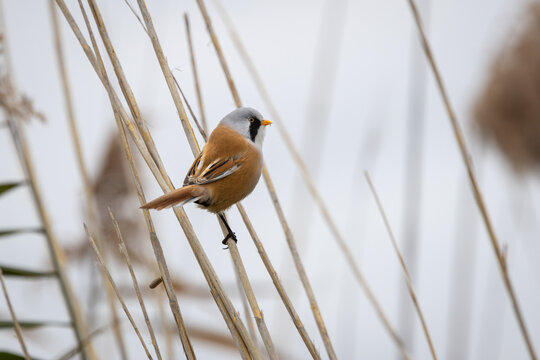 Male Bearded Reedling (Panurus biarmicus) perched among reeds in natural wetland habitat