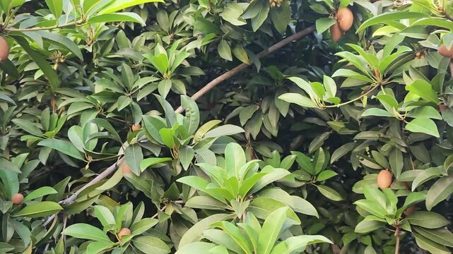 Sapodilla plant 