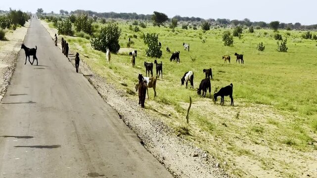Rural road where a herd of livestock goats grazing alongside the shoulder in Rajasthan