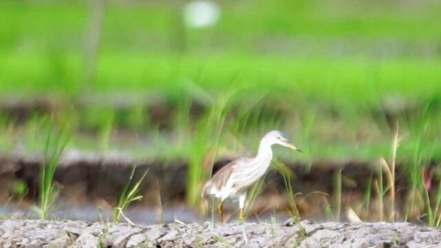 Ardeola speciosa (blekok sawah, kuntul, Javan pond heron, Java pond heron, Javanese pond heron) in the nature