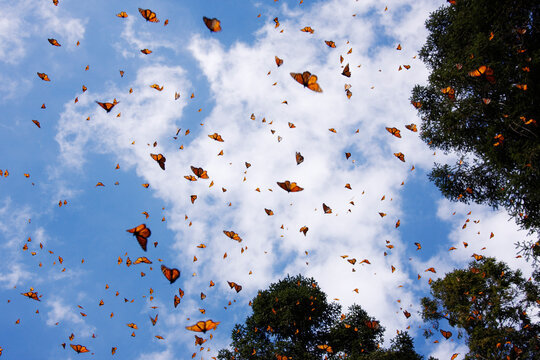 Monarch butterflies flying over pine trees butterfly sanctuary