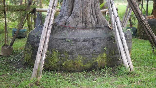 Close up of large tree root ball wrapped in mesh with wooden support structure for transplanting