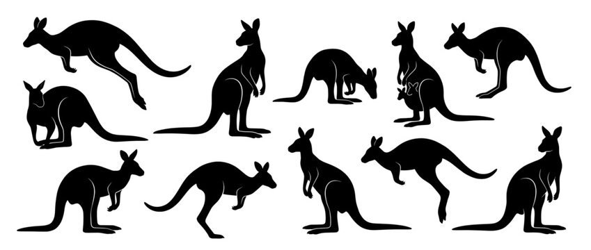 Kangaroo silhouettes in dynamic poses. Australian wildlife icons. Kangaroo, kangaroo jumping, kangaroo standing, kangaroo hopping. Black and white vector design for logos, posters, apparel. Vector.