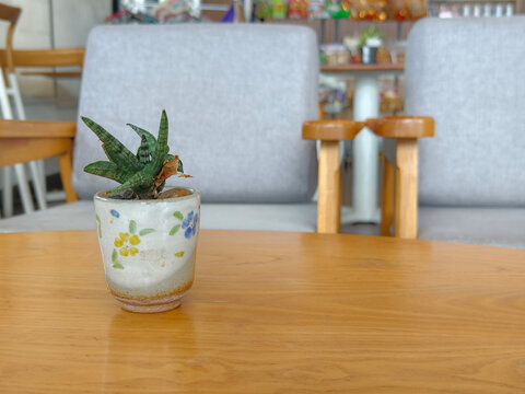 Small Sansevieria snake plant in a decorative ceramic cup placed on a wooden table inside a modern cozy cafe. Ideal for home decor, houseplant, interior design, and lifestyle concepts.