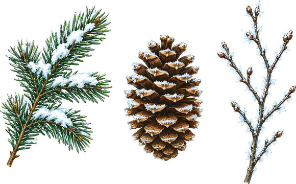 Set of winter pine branch with snow, brown pine cone and bare twig isolated on simple decorative seasonal design elements for holiday art