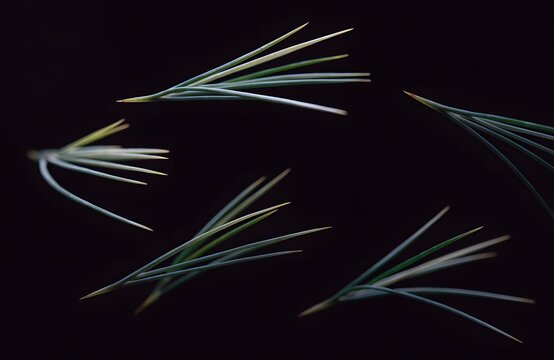 Pine needles floating against a dark black background