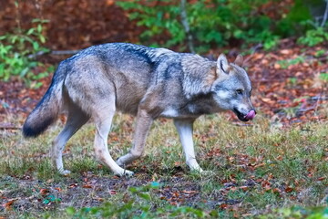 Europäischer Wolf läuft durch den Wald © Karin Jähne