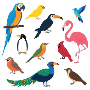 Cute colorful tropical birds set isolated on white background vector illustration. Tropical and forest birds collection including parrot flamingo toucan peacock and canary. 