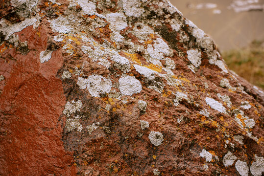 Close-up of red rock covered with white and orange lichen colonies